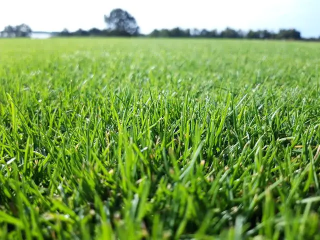 Paspalum Vaginatum