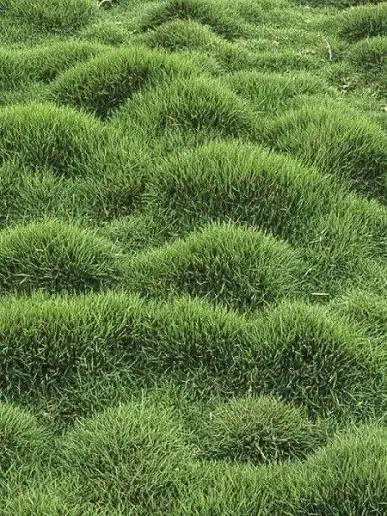 Zoysia